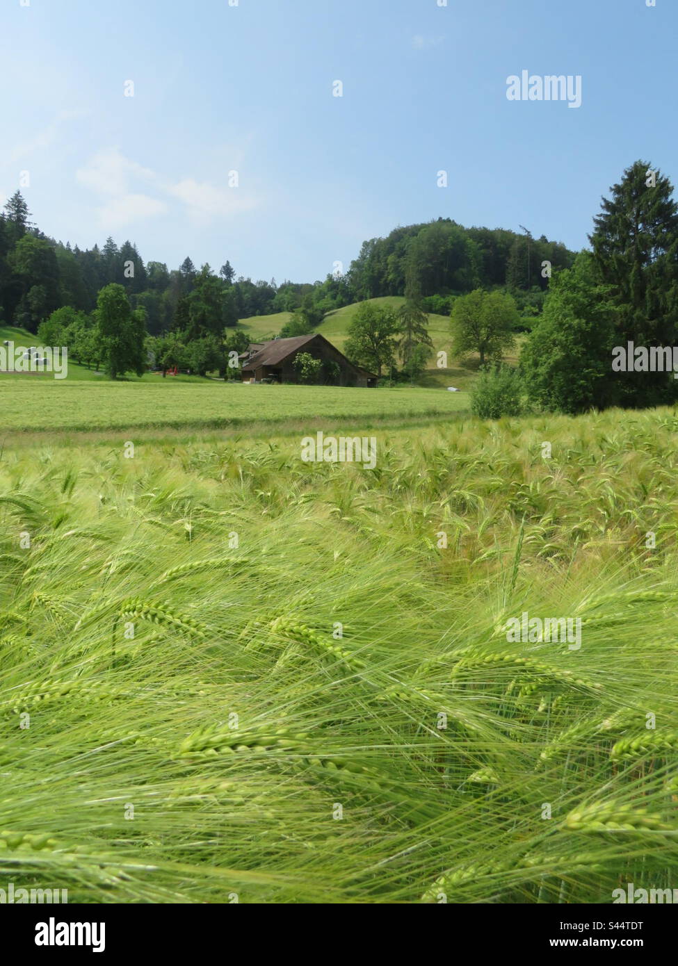 Grain Field Landscape! Switzerland! - Smartphone Captured Stock Image