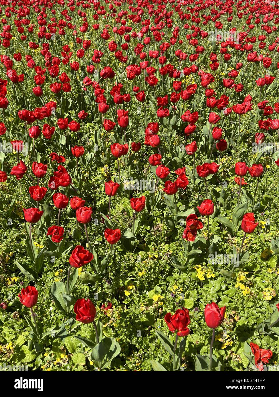 Field of red tulips in flower Stock Photo - Alamy