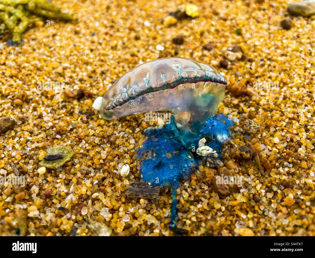 Jellyfish Bluebottle - Smartphone Captured Stock Image