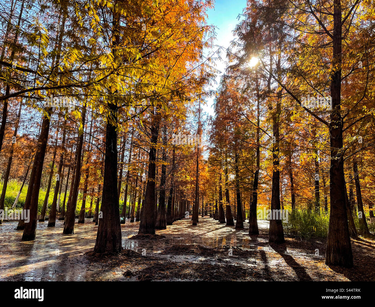 Winter trees in a swamp Stock Photo - Alamy
