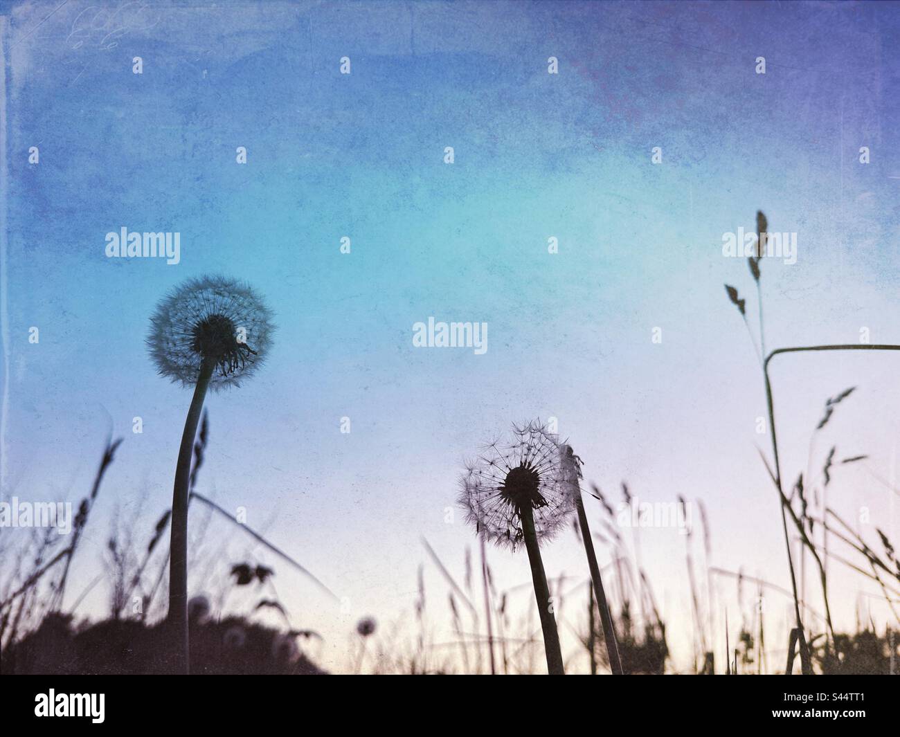 Dandelion seed heads hi-res stock photography and images - Alamy