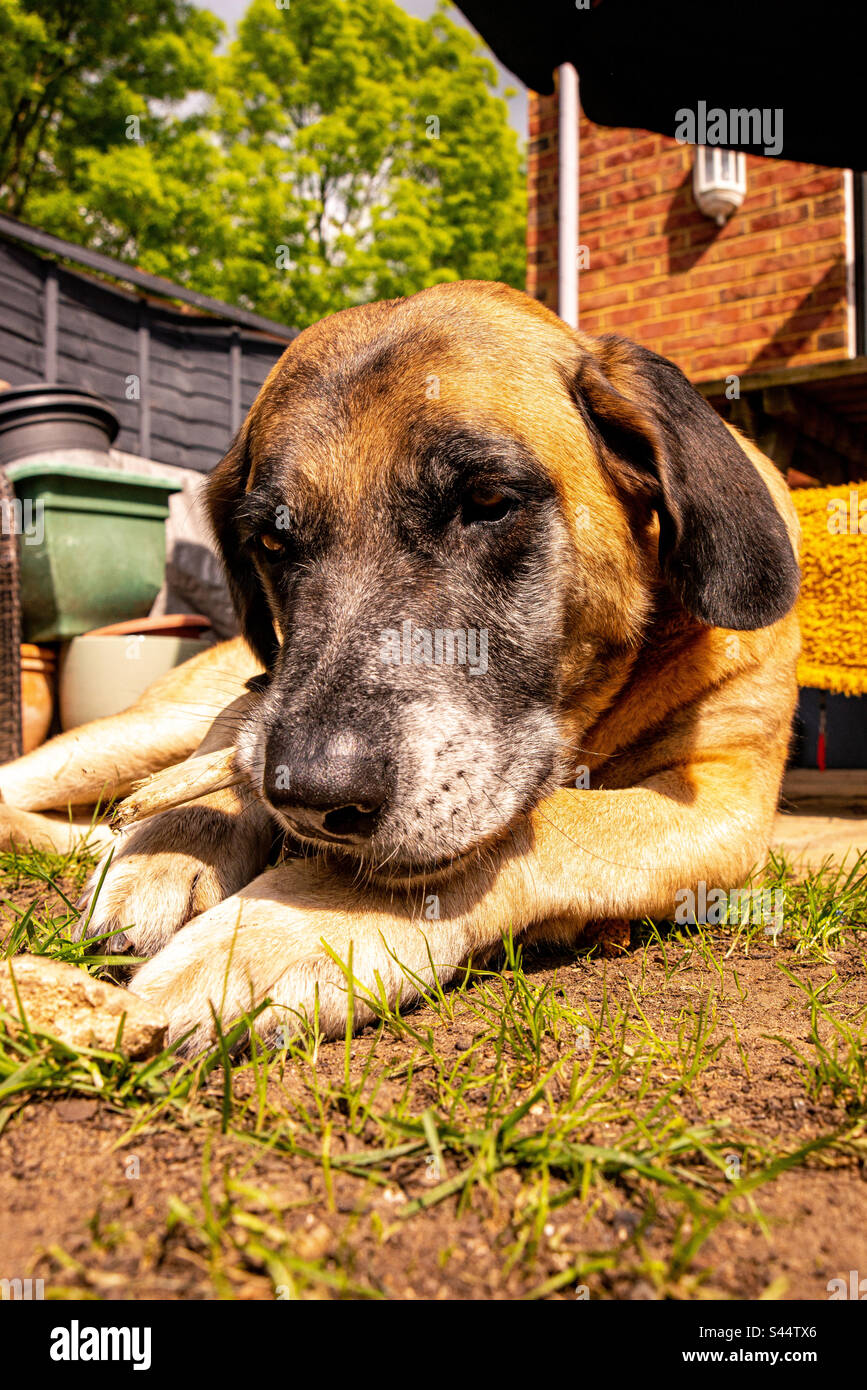 Dog eating bone in her garden Stock Photo Alamy