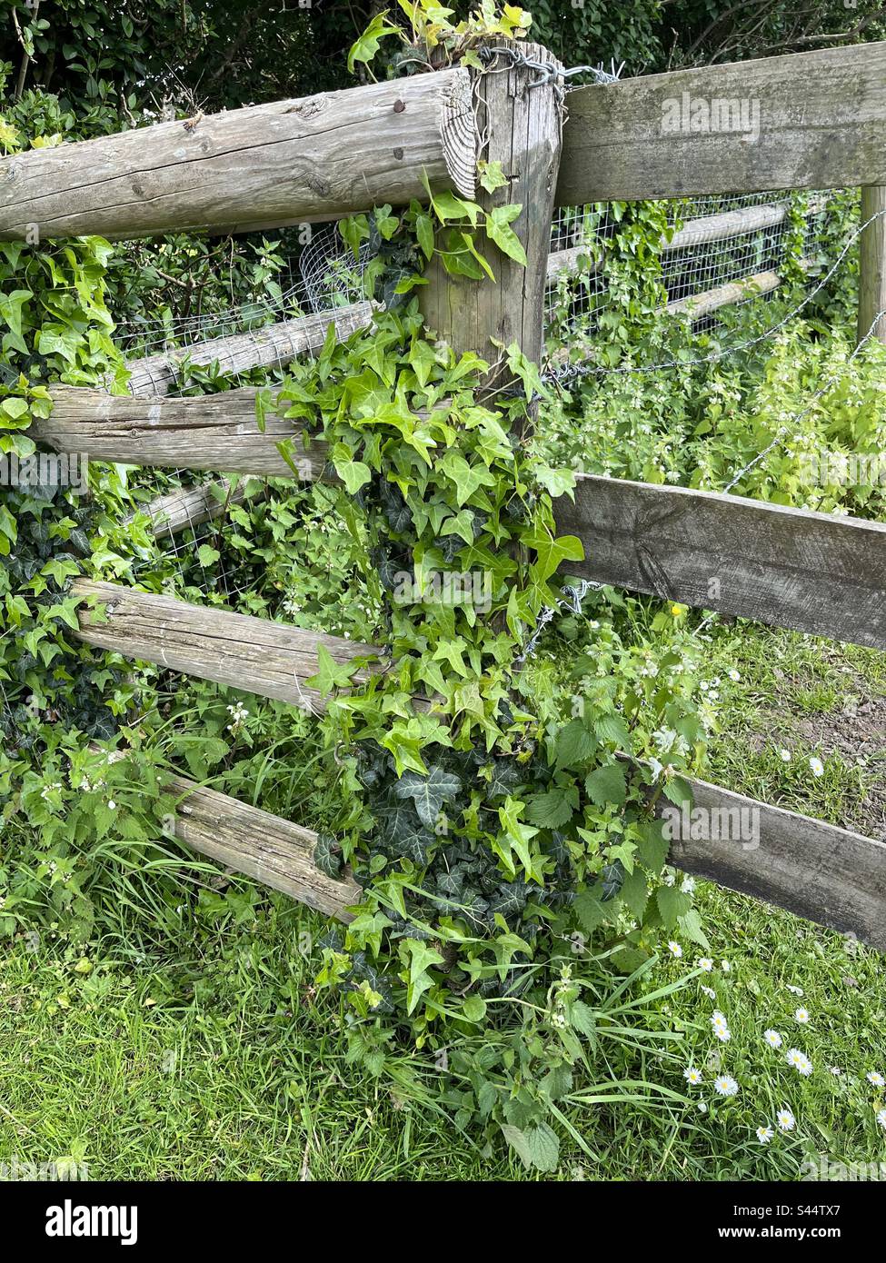 Old ivy hi-res stock photography and images - Alamy
