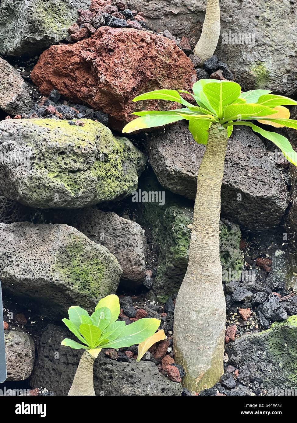 Cabbage on a Stick Stock Photo Alamy