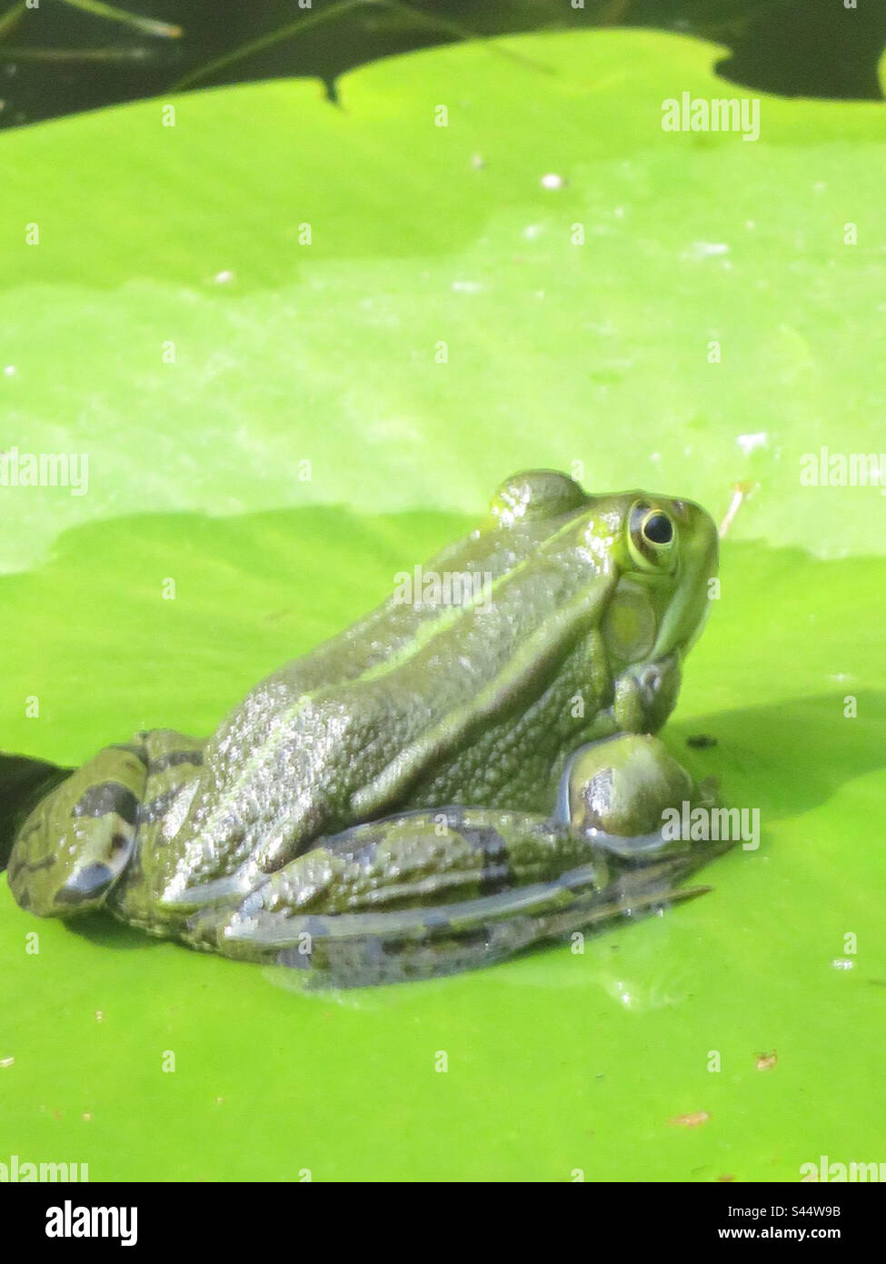 Frog! Stock Photo