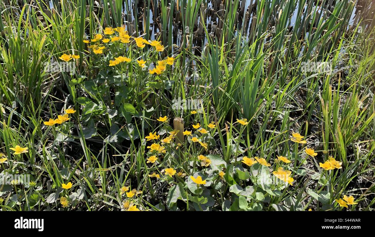 Flowers by the pond hi-res stock photography and images - Alamy