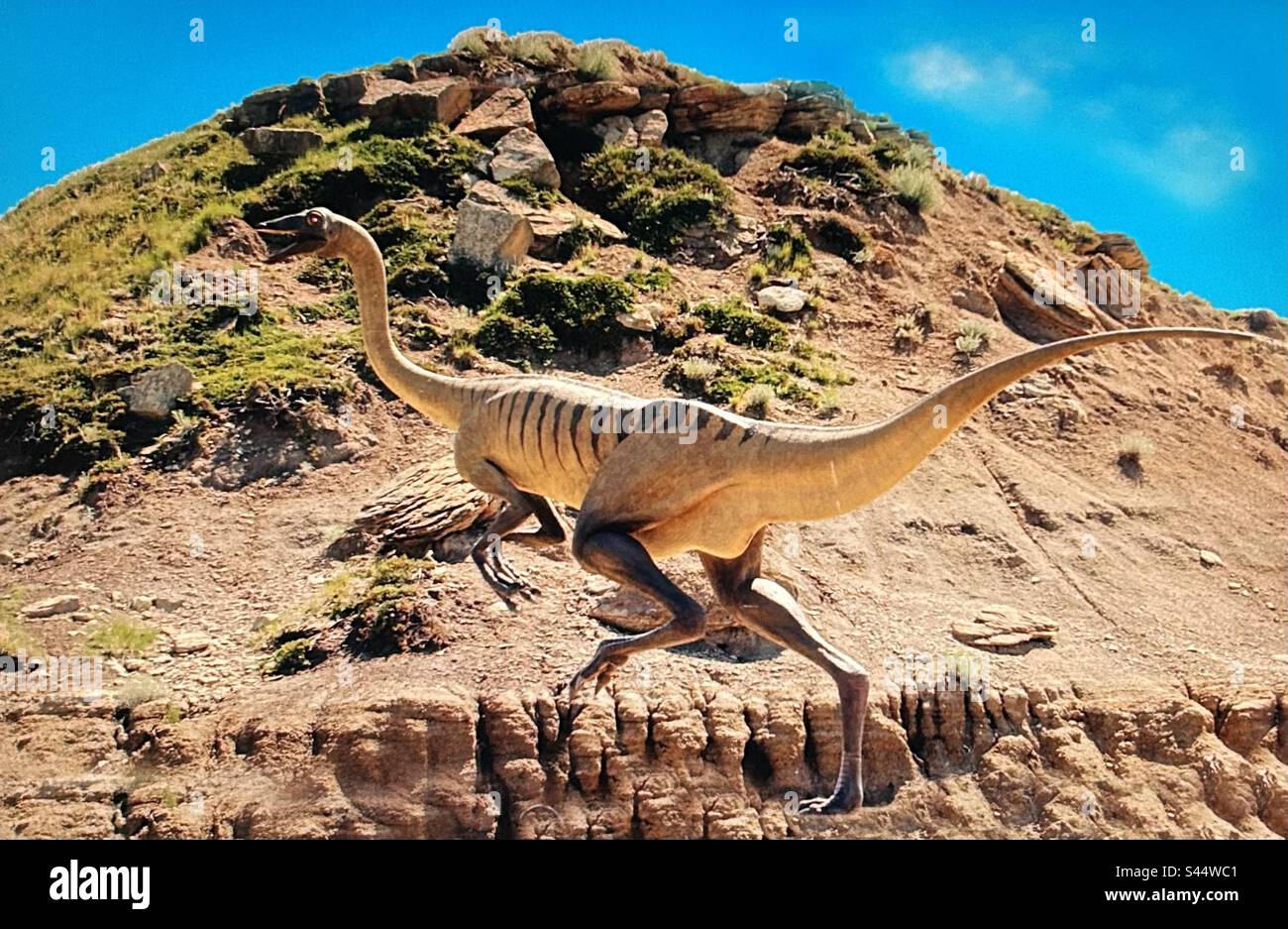 Dinosaurs, prehistoric animal, Gallimimus, weighed around 440 kilograms and were approximately 6 meters long and roamed prehistoric Asia. - Smartphone Captured Stock Image