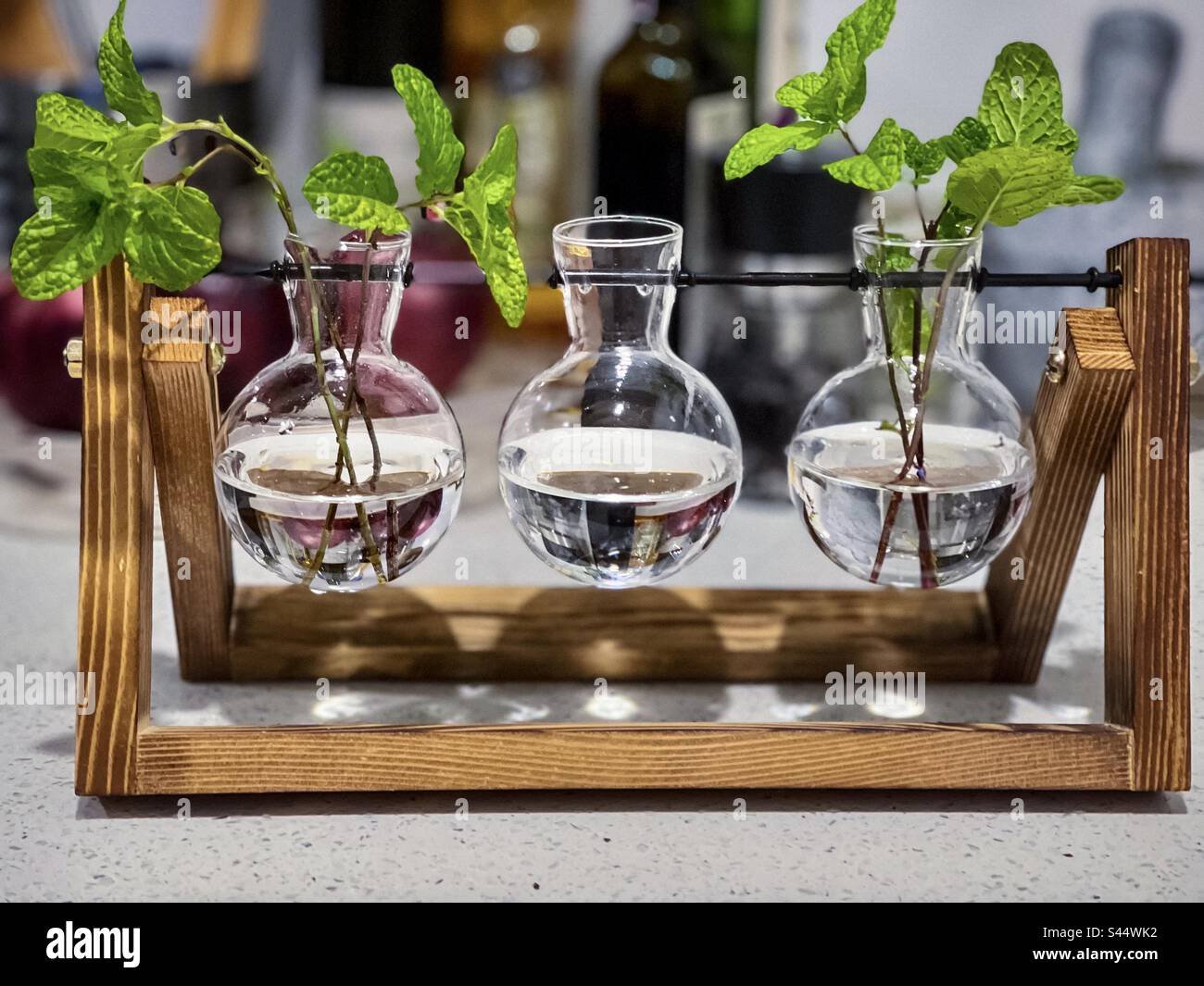 Grow your own herbs. Propagating mint cuttings in water in water