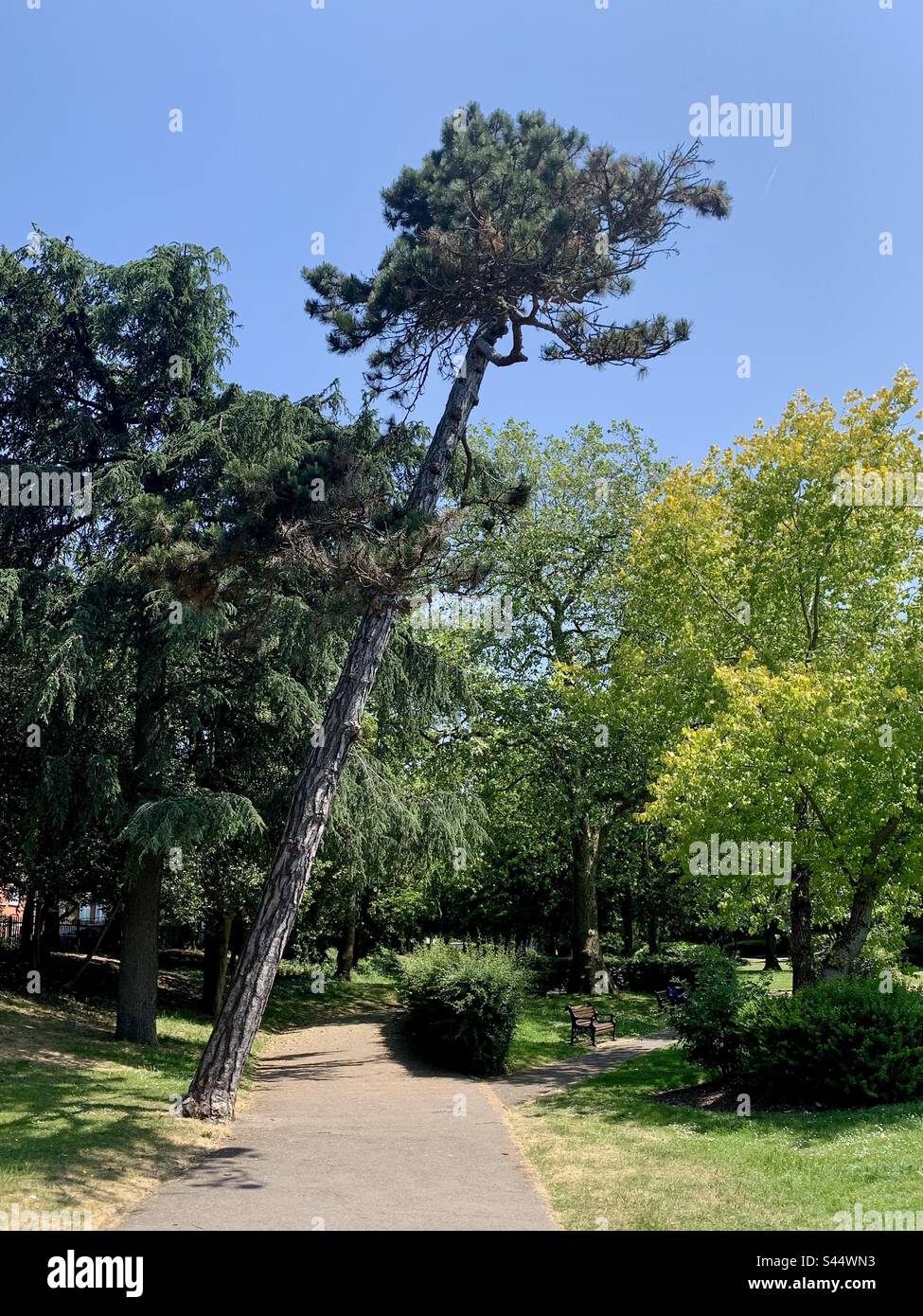 Pine tree leaning at an angle in a green sunny park, ravenscroft park, Barnet - Smartphone Captured Stock Image