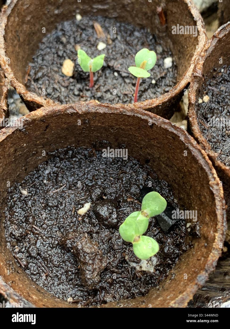 Close-up of seedlings in wet soil growing in peat pots - Smartphone Captured Stock Image