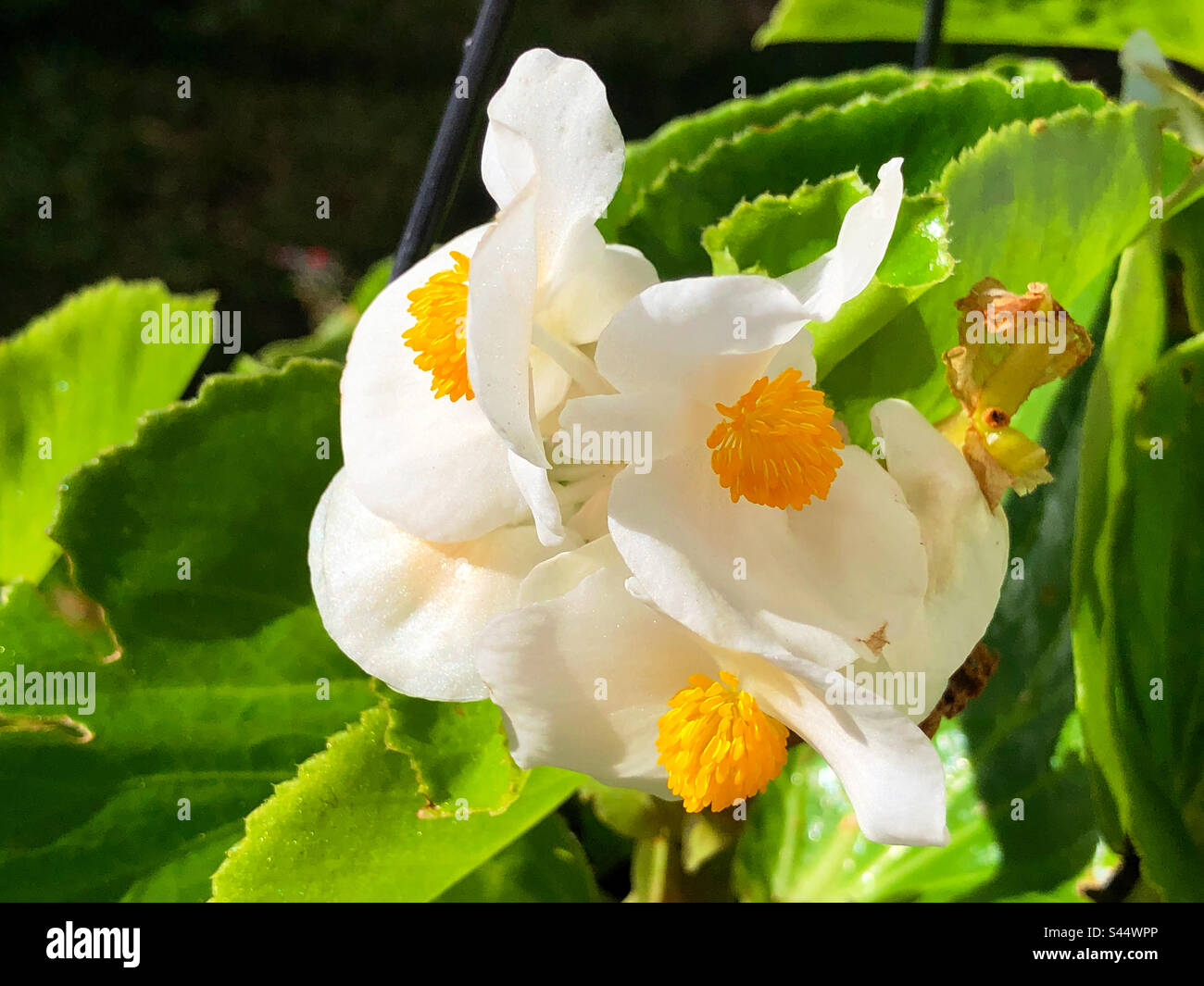 White begonia flowers , showing one dead head in a Florida back yard. Stock Photo