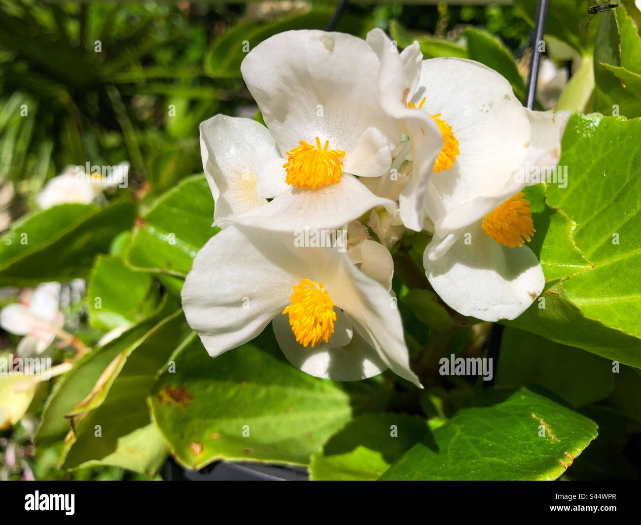 White wax begonias in a Florida backyard. Stock Photo