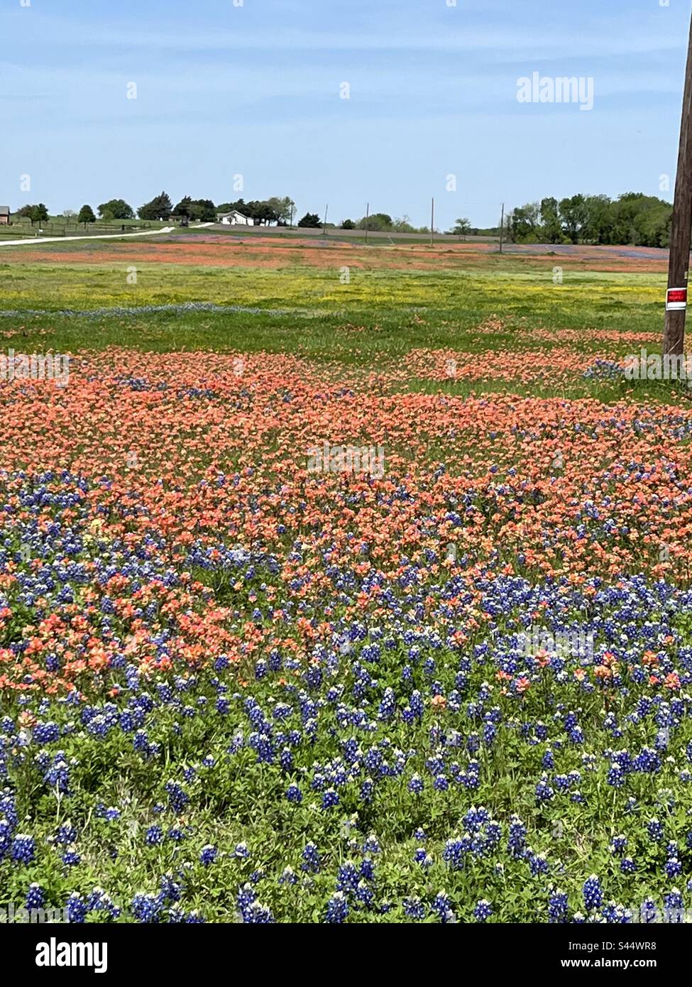 Blue bonnets spring hi-res stock photography and images - Alamy
