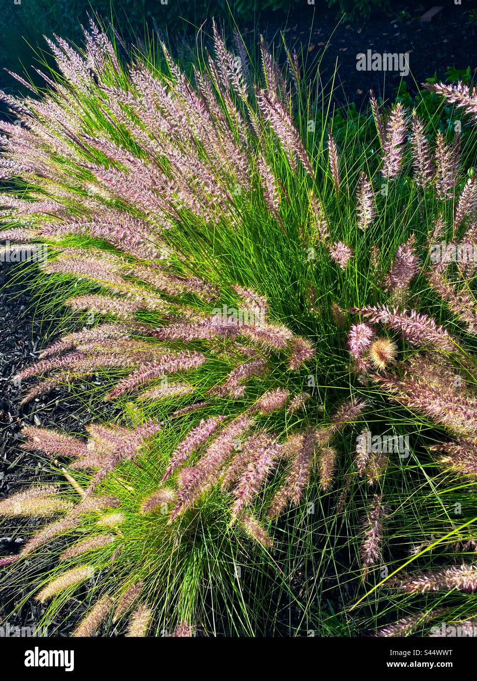 Grass with seed heads Stock Photo - Alamy