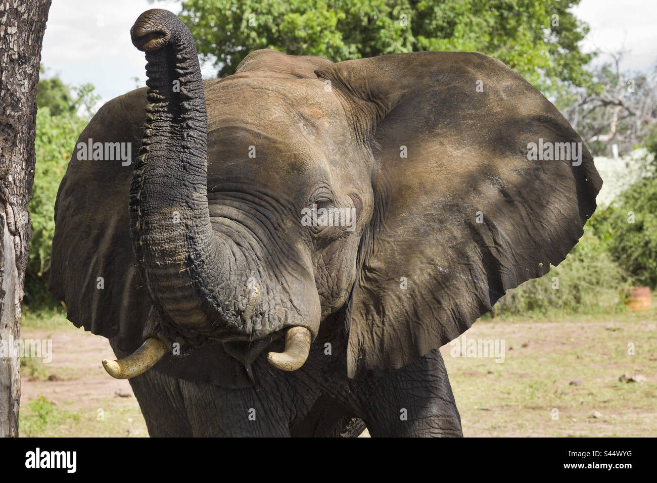 Close-up of juvenile African elephant with raised trunk posture. Stock Photo