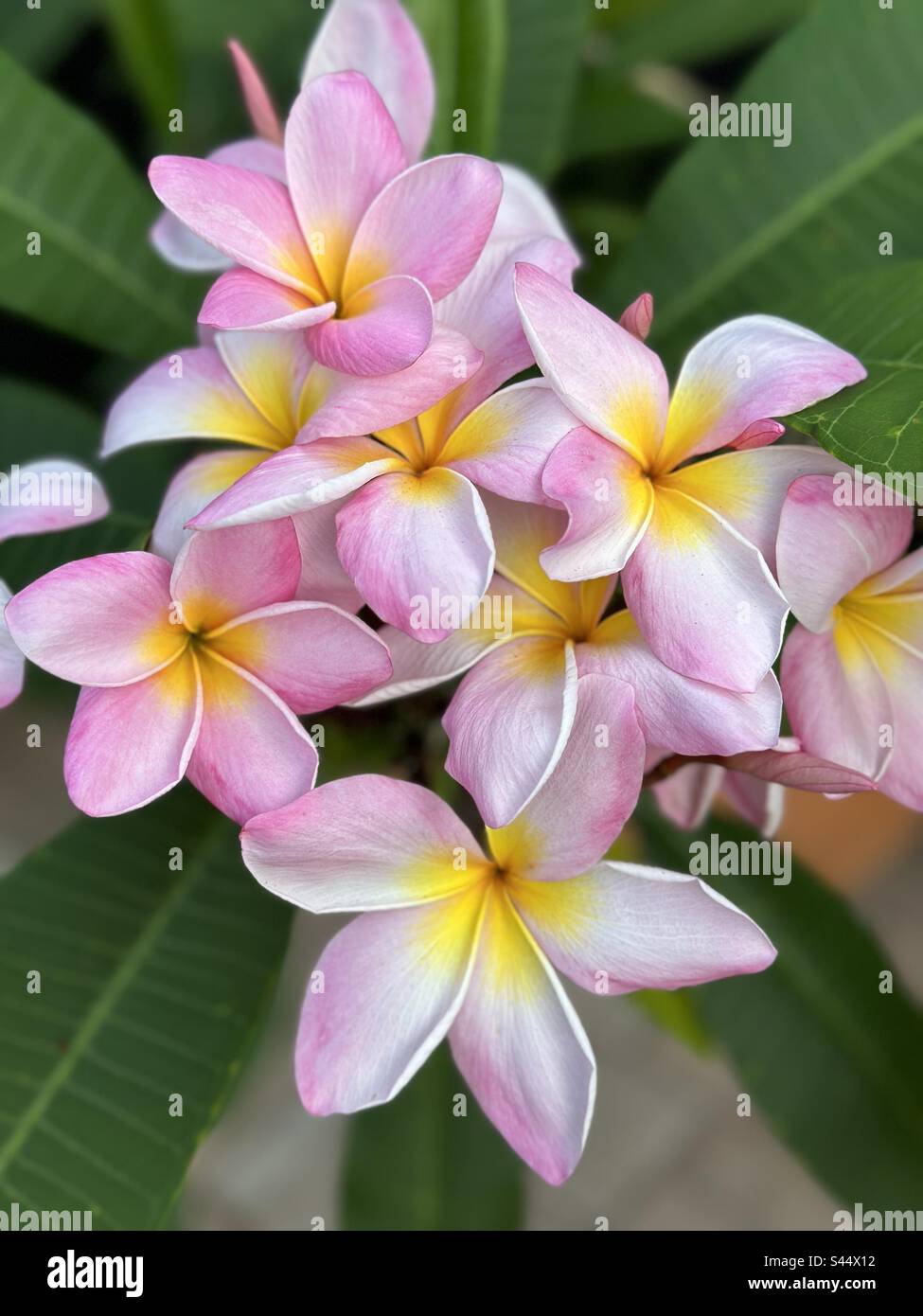 Cluster of plants hi-res stock photography and images - Alamy
