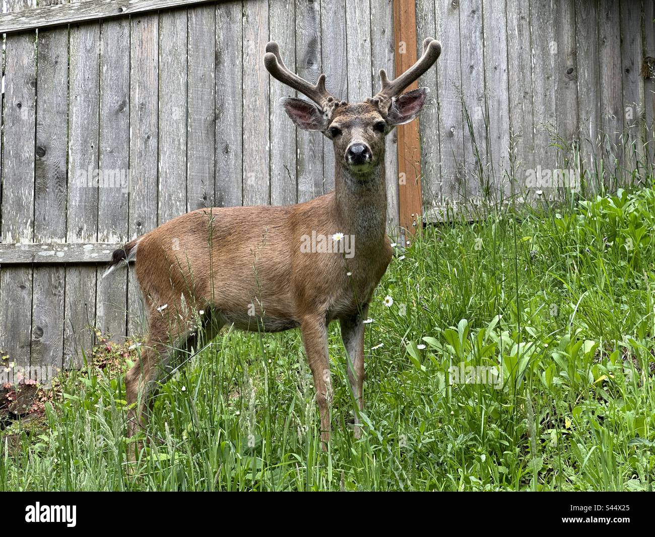 A deer with fuzzy antlers Stock Photo Alamy