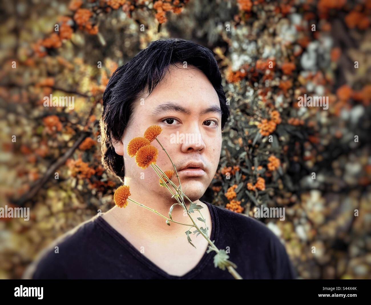 Close-up portrait of young Asian man with orange chrysanthemum flowers against orange Cotoneaster berry trees. Focus on foreground. Autumn themes. Stock Photo