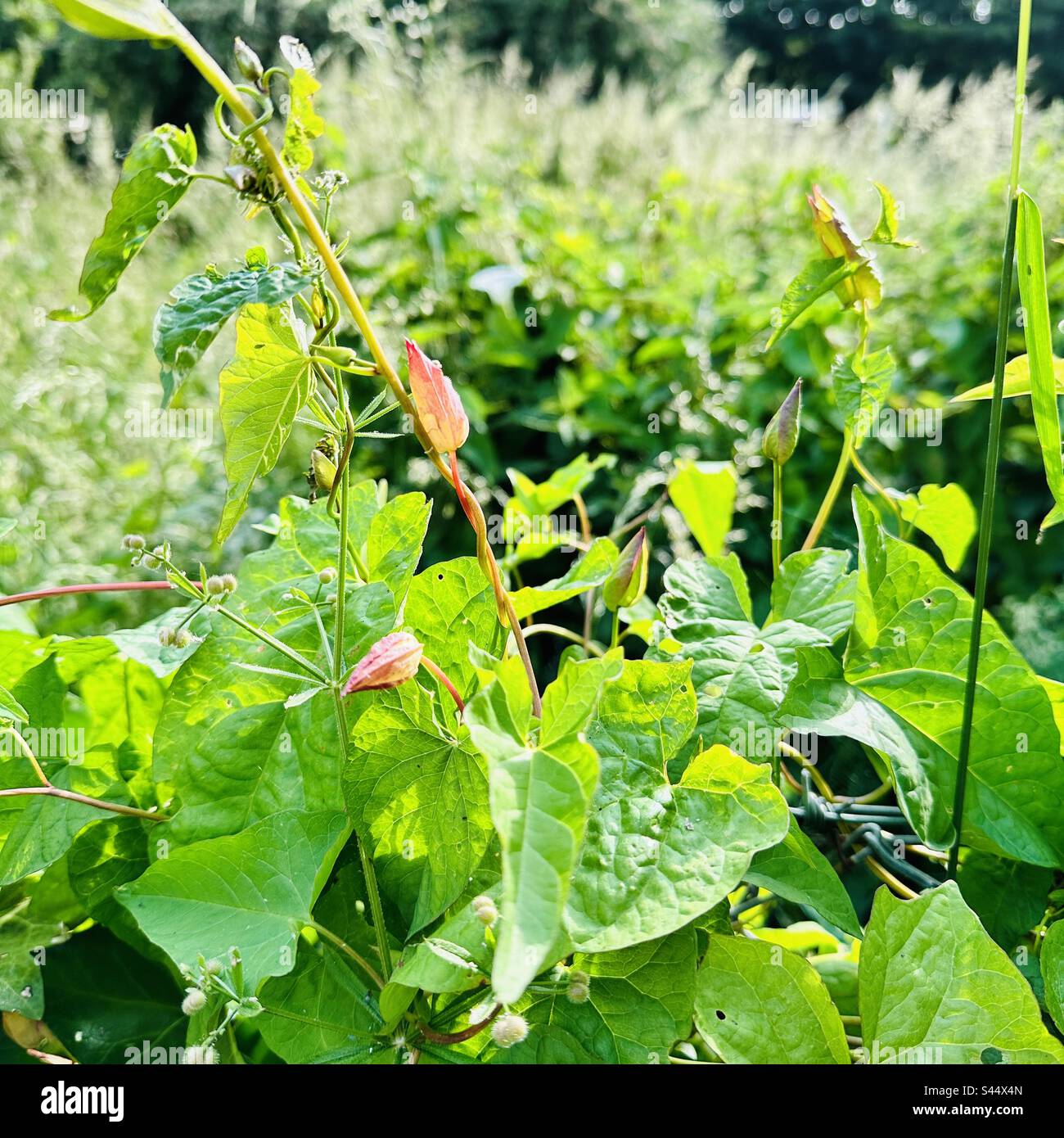 English hedgerow in June Stock Photo