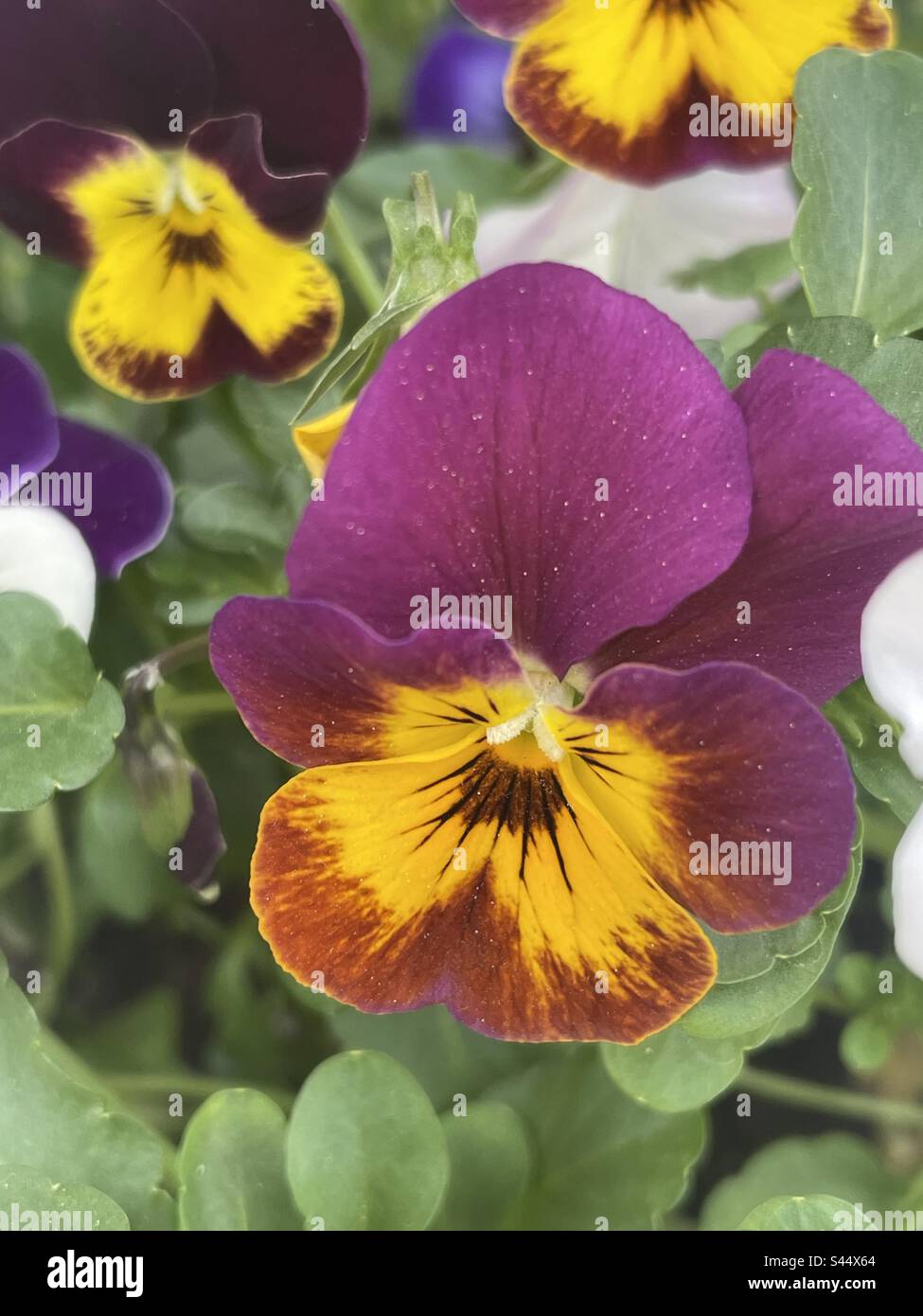 A place for gorgeous purple and yellow pansies in my garden Stock Photo