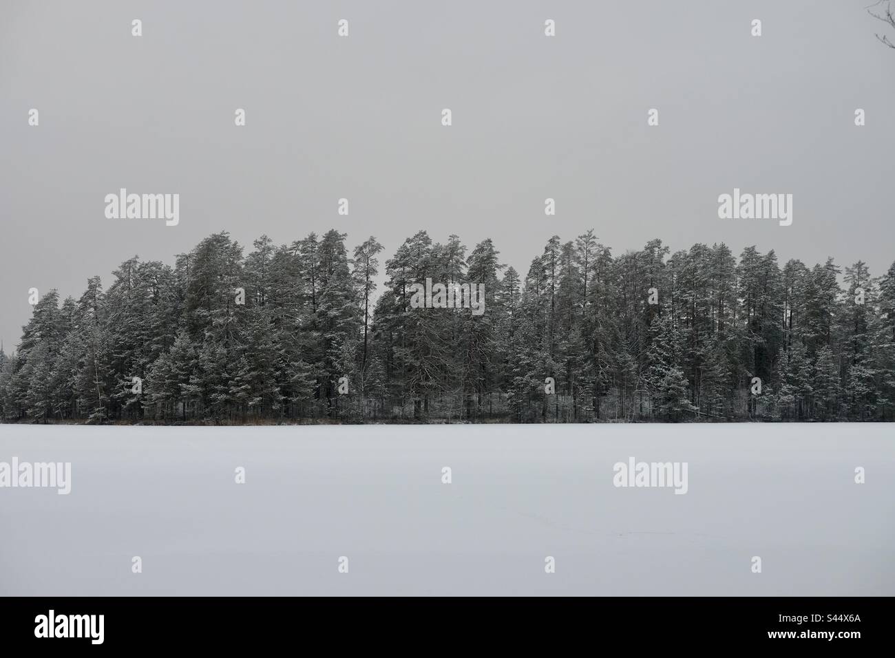 Winter Wonderland landscape over the frozen lake with the snow covered trees on the shore - Smartphone Captured Stock Image