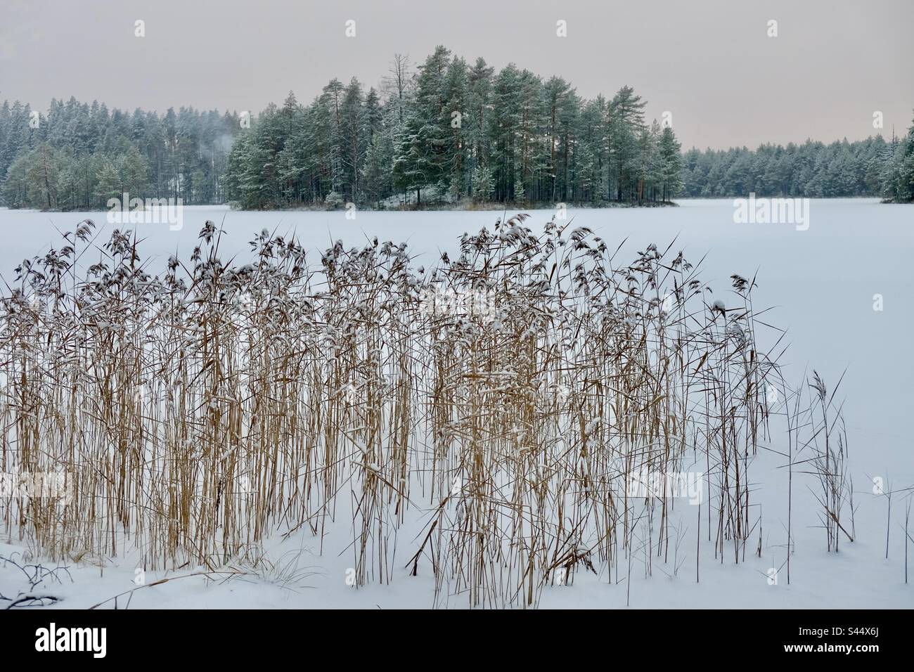 Winter Wonderland landscape over the frozen lake with the snow covered trees on the background and dry sea grass next to the shore - Smartphone Captured Stock Image