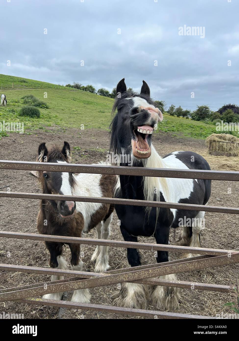 Hilarious and funny picture of a horse laughing with his mouth open and teeth showing. His foal is with him - Smartphone Captured Stock Image
