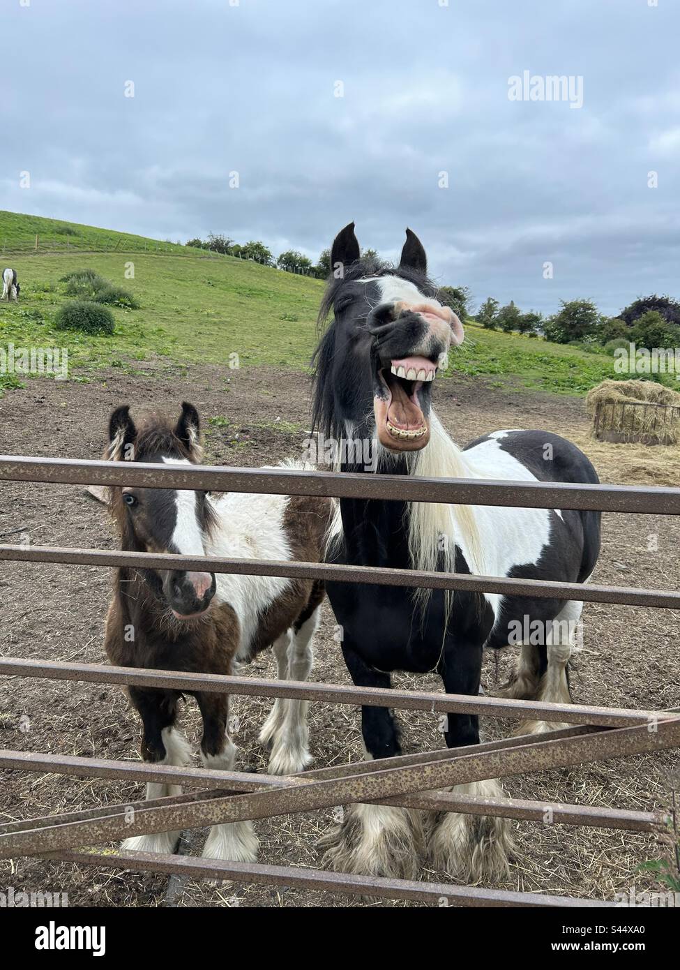 Hilarious and funny picture of a horse laughing with his mouth open and teeth showing. His foal is with him Stock Photo