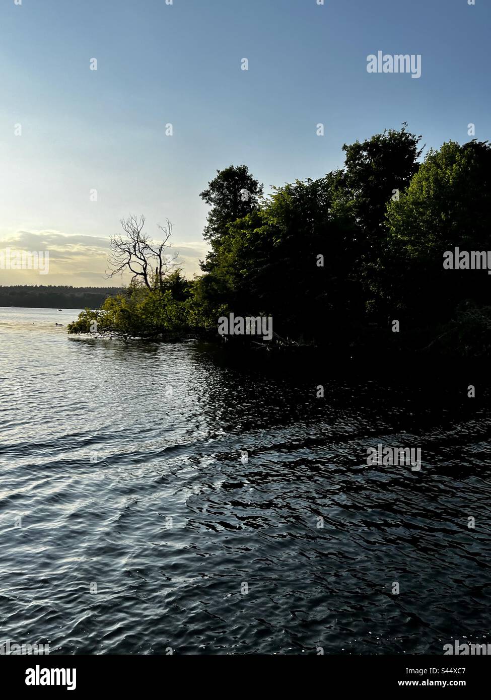 Water Tree Trees in water Stock Photo - Alamy