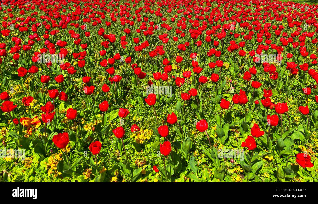 Field of tulips in flower. Backgrounds. No people. Stock Photo