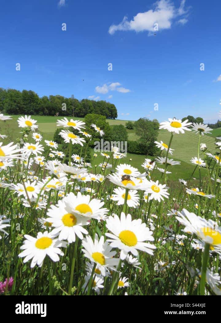 Daisies - Smartphone Captured Stock Image