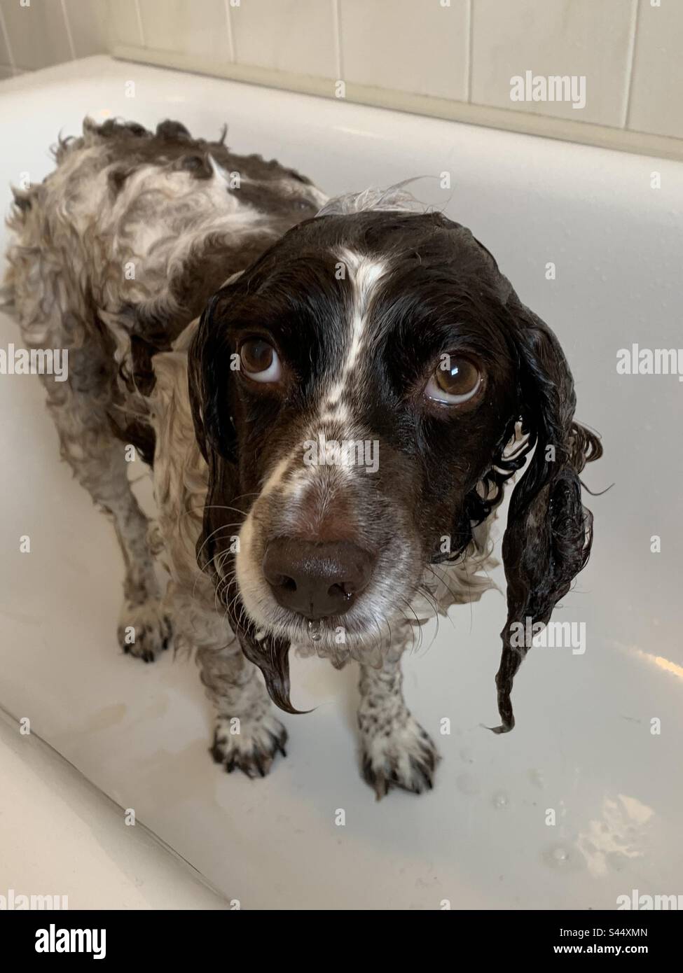 Dog having a bath Stock Photo Alamy