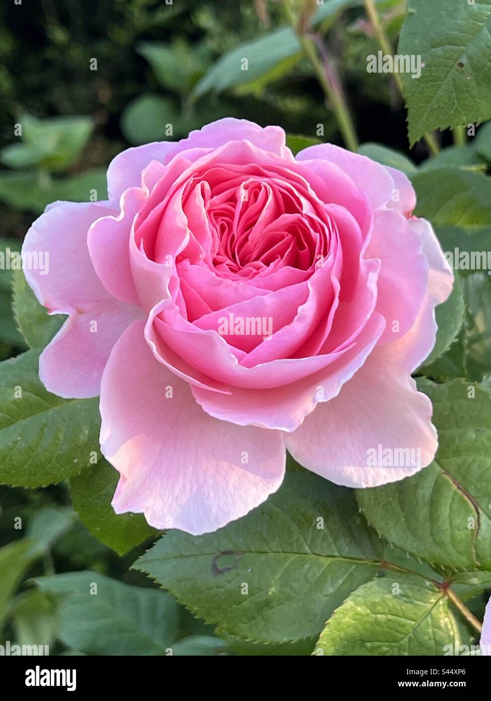 Open pink roses hires stock photography and images Alamy