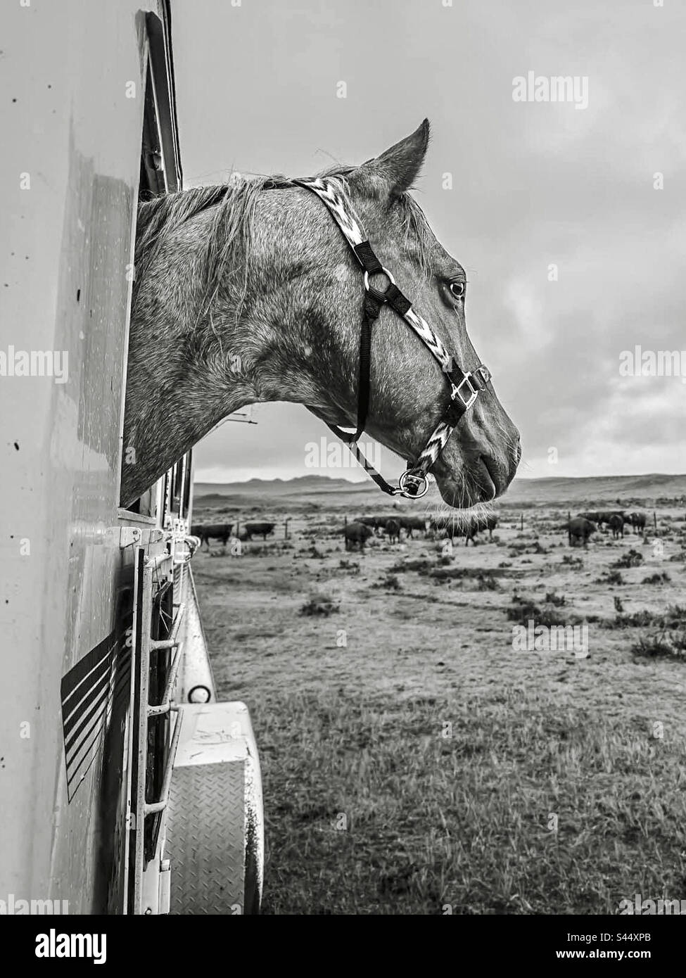 Hanging head hires stock photography and images Alamy