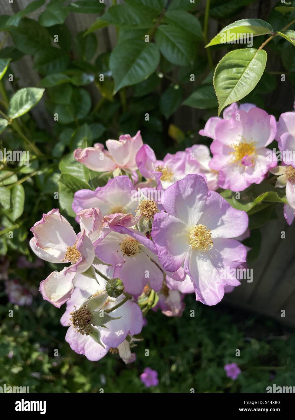 Pink roses on a summers day Stock Photo Alamy