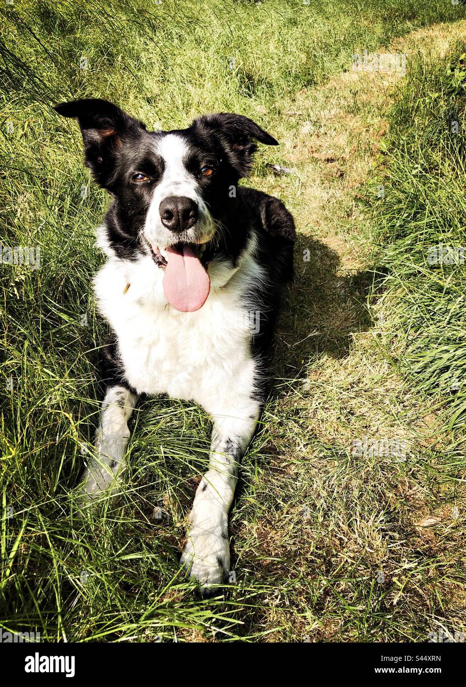 Sheepdog collie panting in the hot summer sun, North Yorkshire, England, United Kingdom Stock Photo