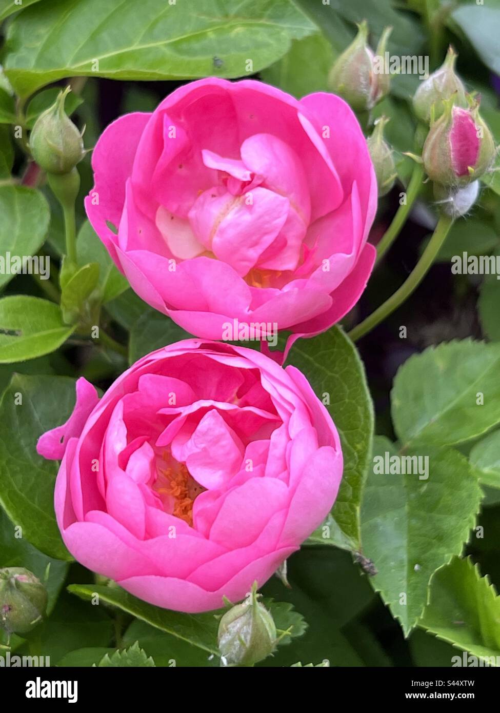 Beautiful bright pink roses hi-res stock photography and images - Alamy