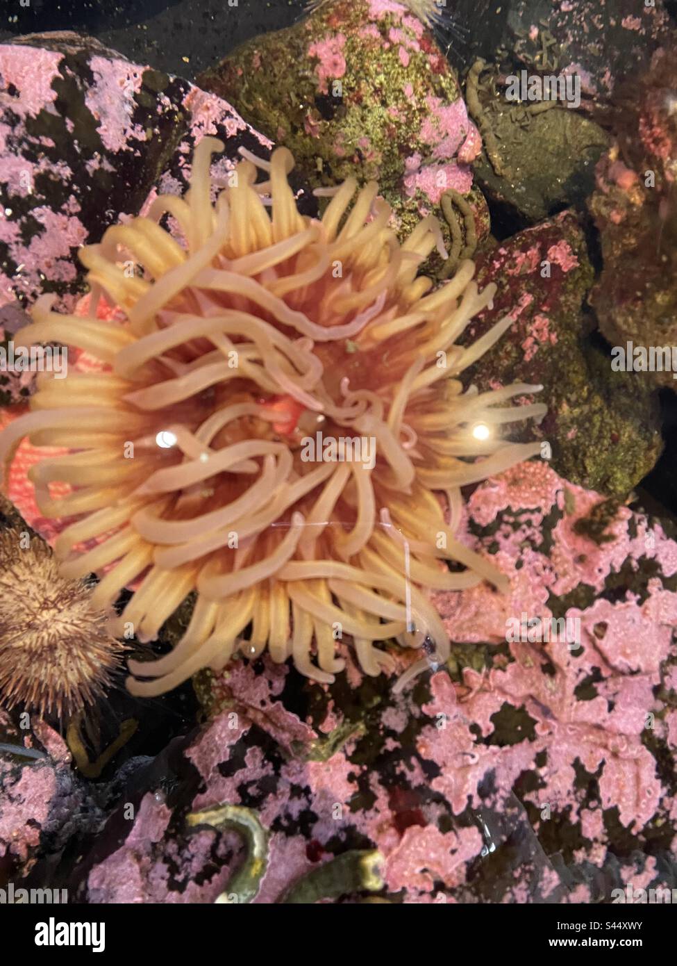 Orange anemometrías - Smartphone Captured Stock Image