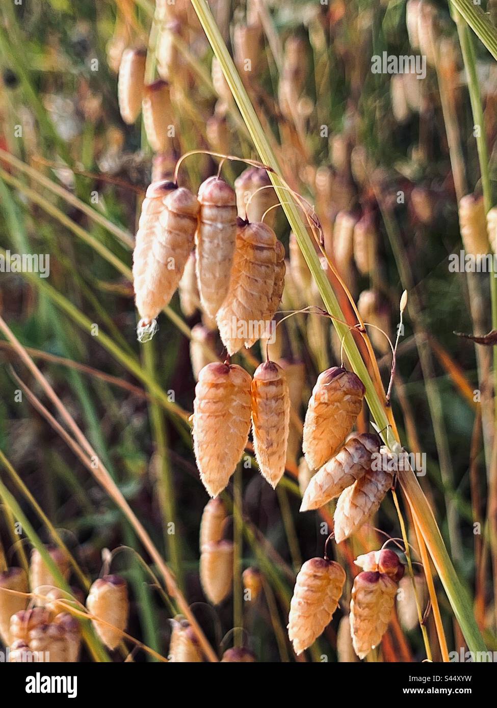 Greater quaking grass (Briza maxima) at sunset in Seaton, Cornwall, England Stock Photo