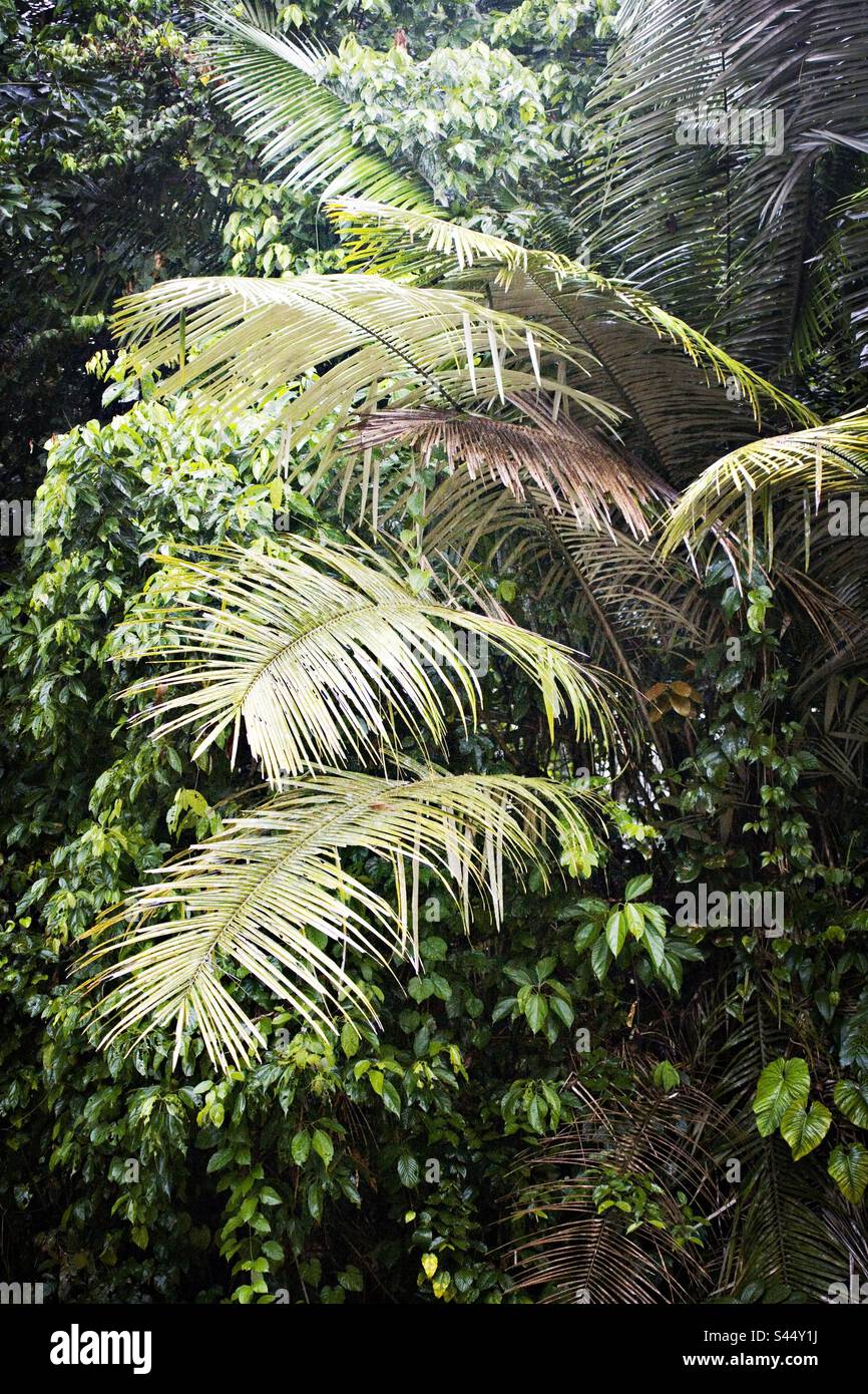 Dense foliage in the rainforest of the upper  Amazon in Ecuador - Smartphone Captured Stock Image
