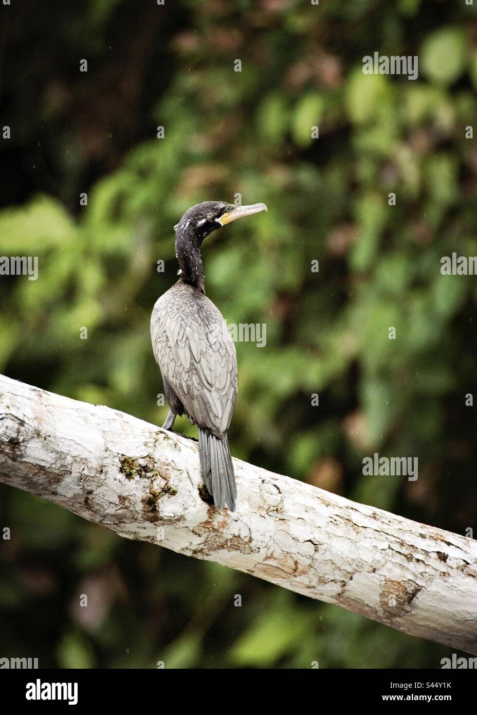 Neotropic Cormorant in the rainforest of the upper Amazon in Ecuador - Smartphone Captured Stock Image