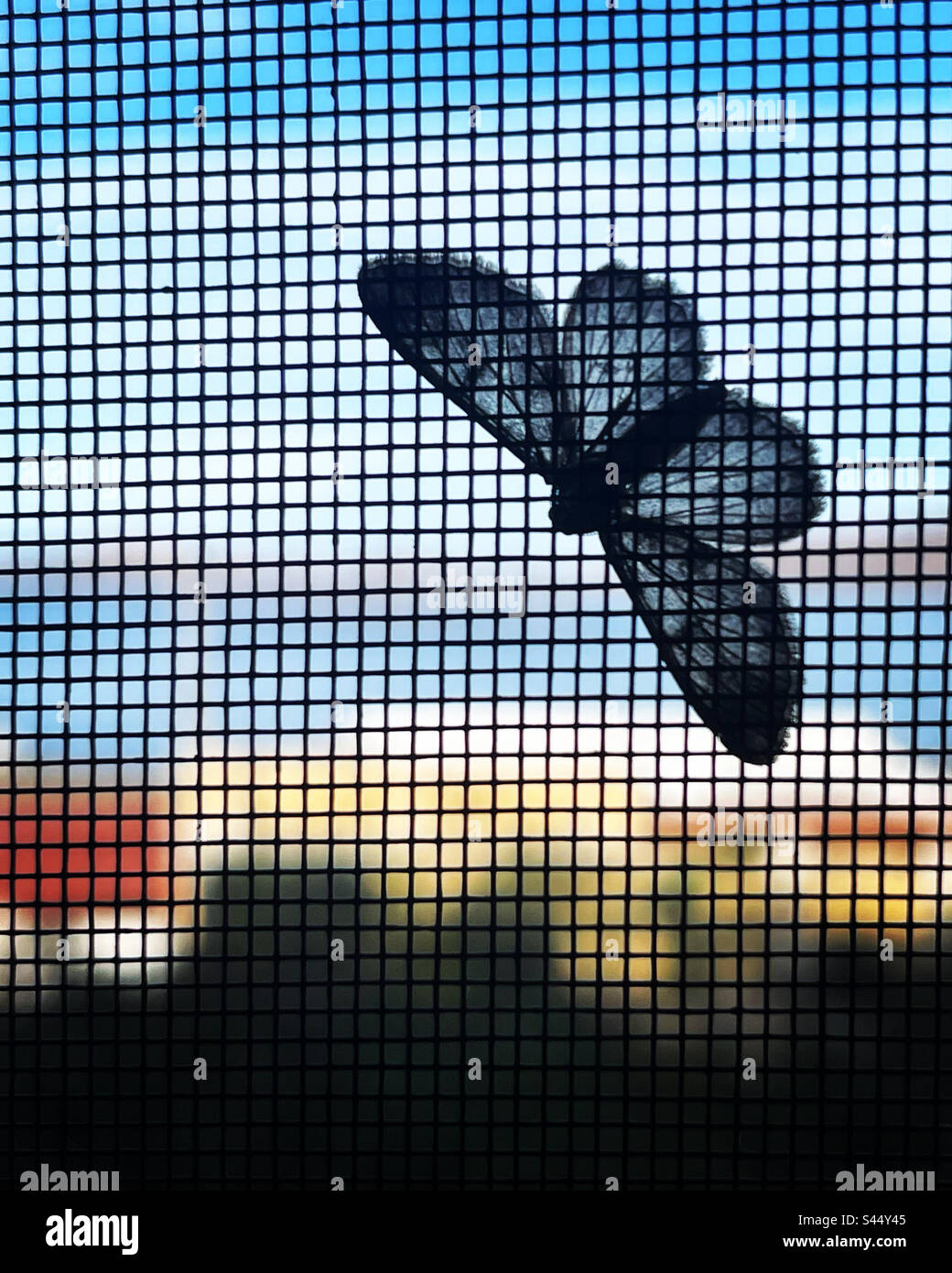 Butterfly on screen window Stock Photo Alamy