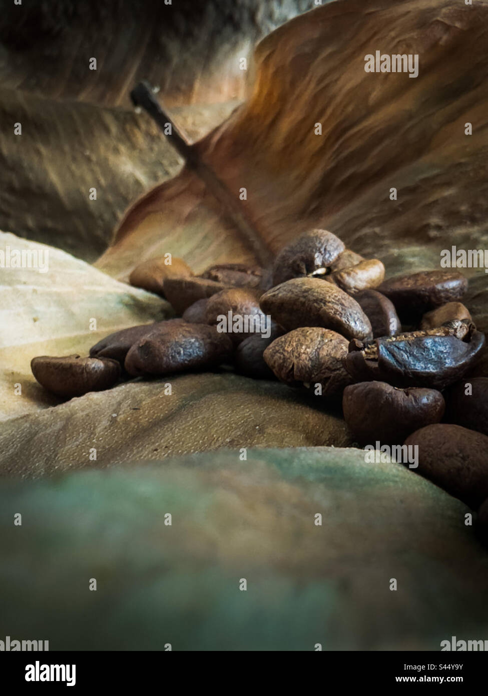 Coffee beans on a brown leaf - Smartphone Captured Stock Image