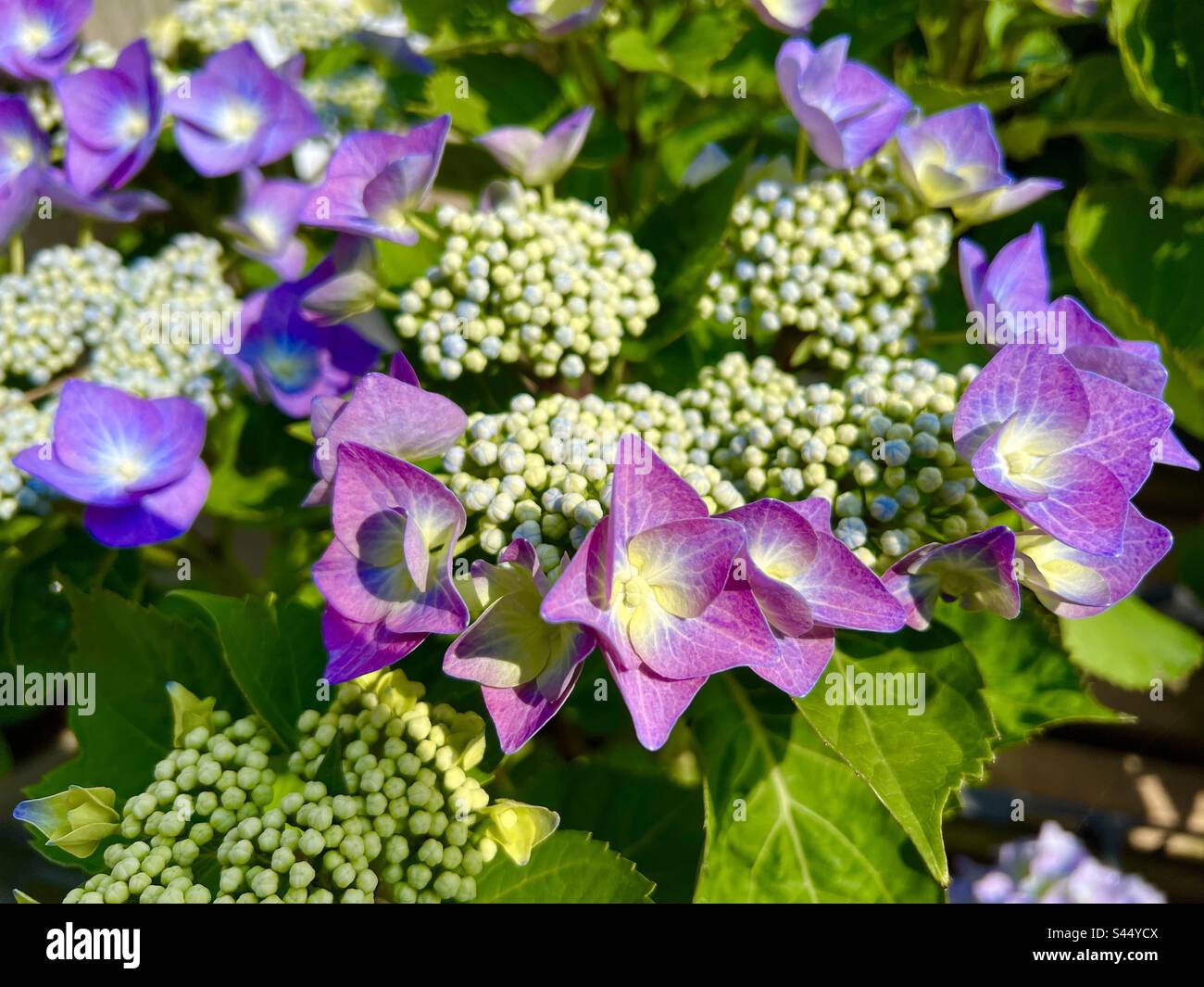 Hydrangea Lace Cap Blue, Lacecap, in flower Stock Photo