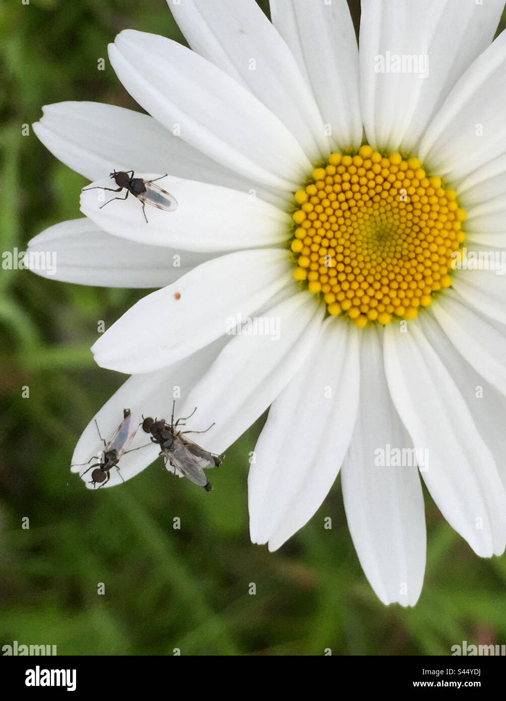 Closeup 3 flies white daisy Stock Photo