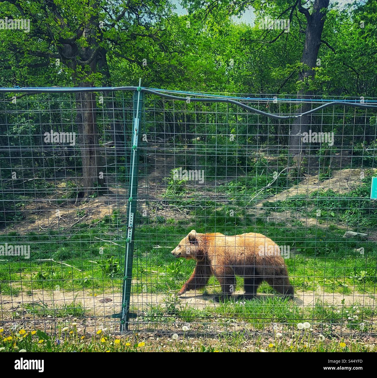 A bear at the Libearty bear Sanctuary, Zahnestri Stock Photo