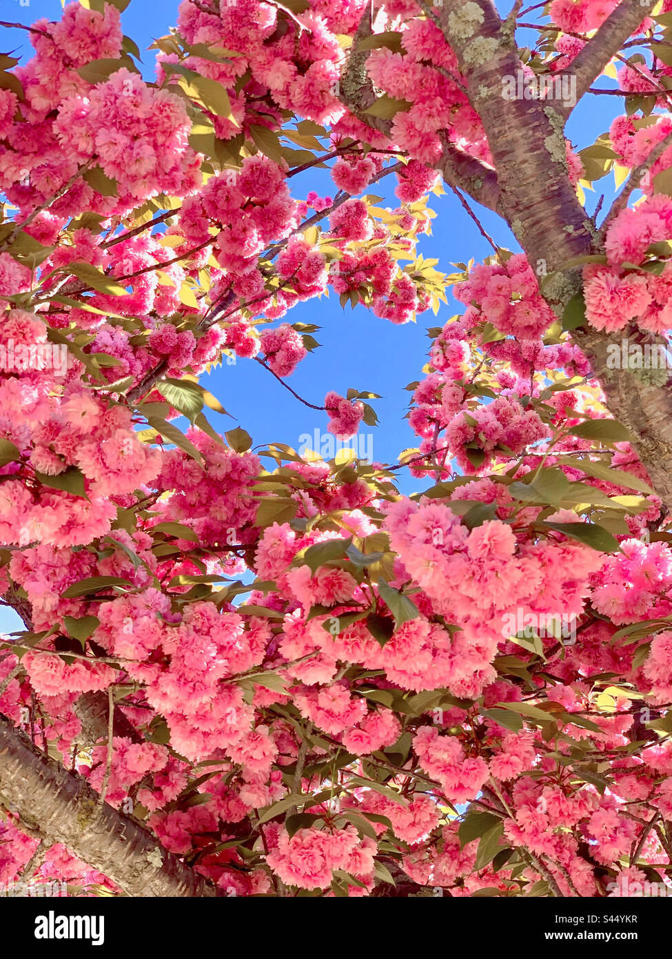 The wild type of pink Sakura in full bloom under the blue sky Stock ...