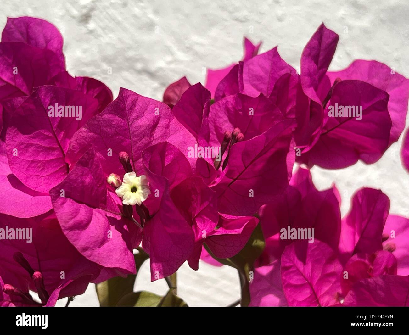 Flowering Bougainvillea shrub plant. Pink bracts against a whitewashed plaster wall Stock Photo