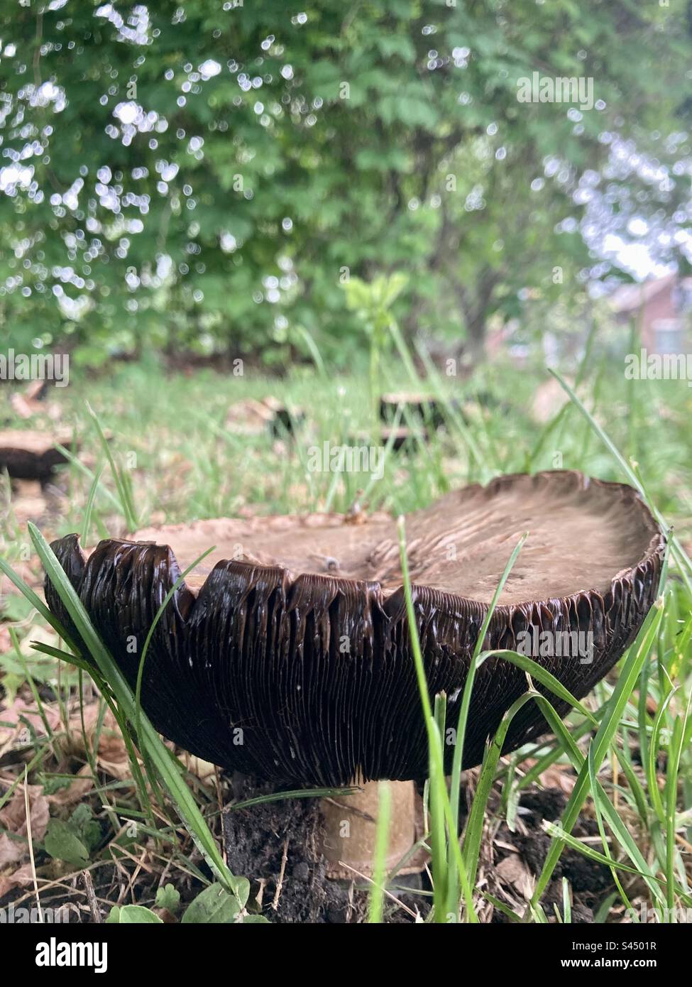 Stropharia rugosoannulata, commonly known as the garden giant mushroom. Stock Photo