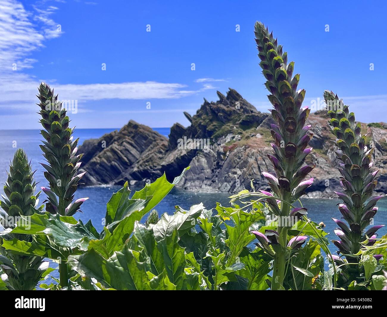 Acanthus flowers in front of the rocks in Polperro harbour, Cornwall, England in the summer Stock Photo
